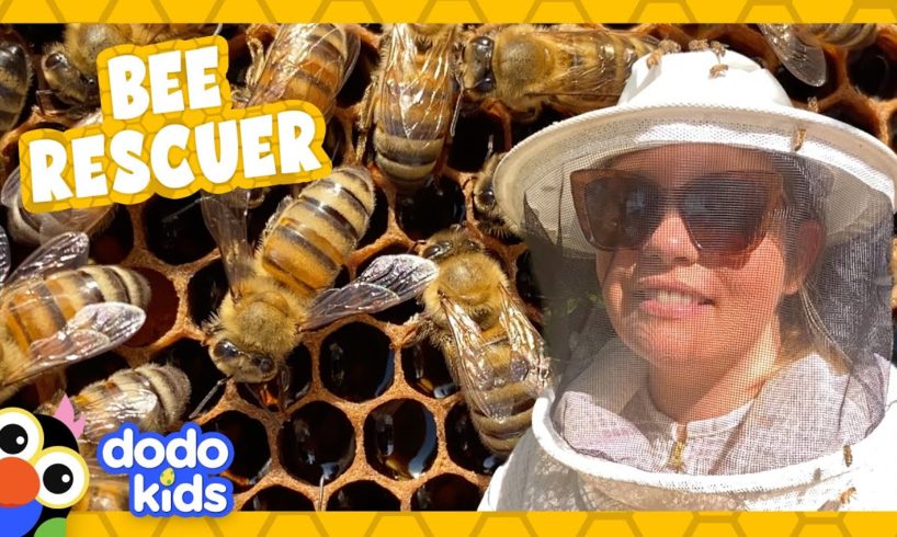 Rescuer Puts On Bee Suit And Saves Handful Of Honey Bees | For The Love Of The Wild | Dodo Kids