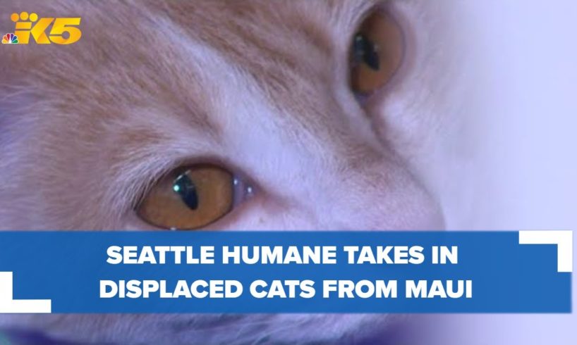 Seattle Humane takes in displaced pets from Maui