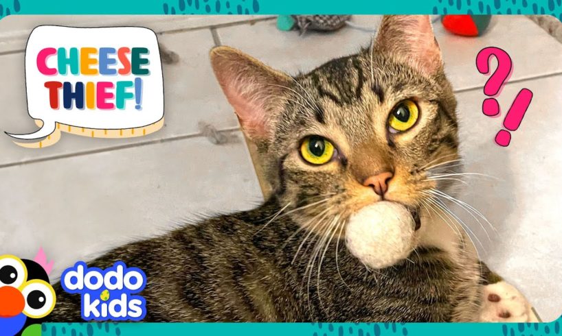 Secret Agent Cat Must Steal The World's Cheese | It's Me! | Dodo Kids