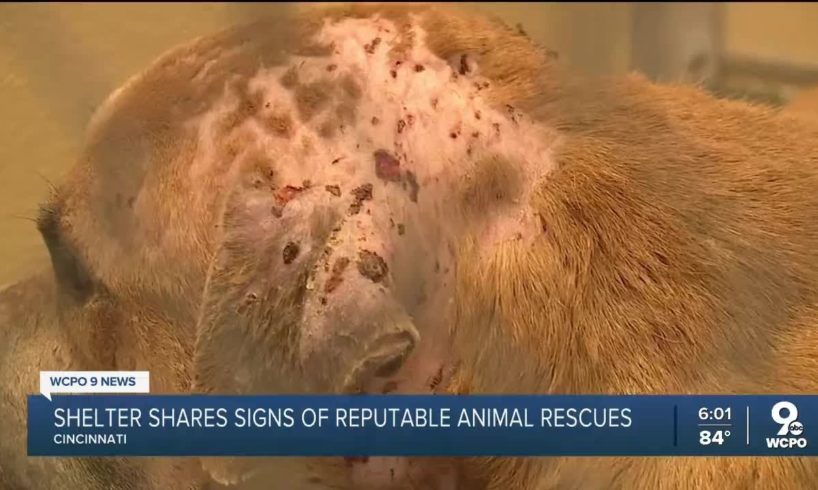 Shelter shares signs of reputable animal rescues