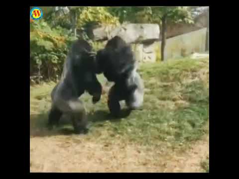 Silverback Gorilla Fighting|| Gorilla Fighting|| Gorilla ki larai|| Animal Fight Videos