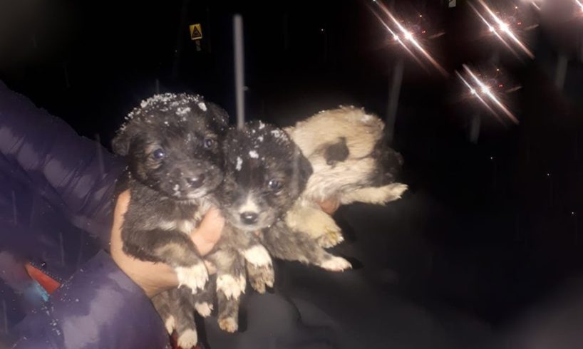 The Car Left, They Left 3 Small Puppies Crying Bitterly, Covered with Cold Snow