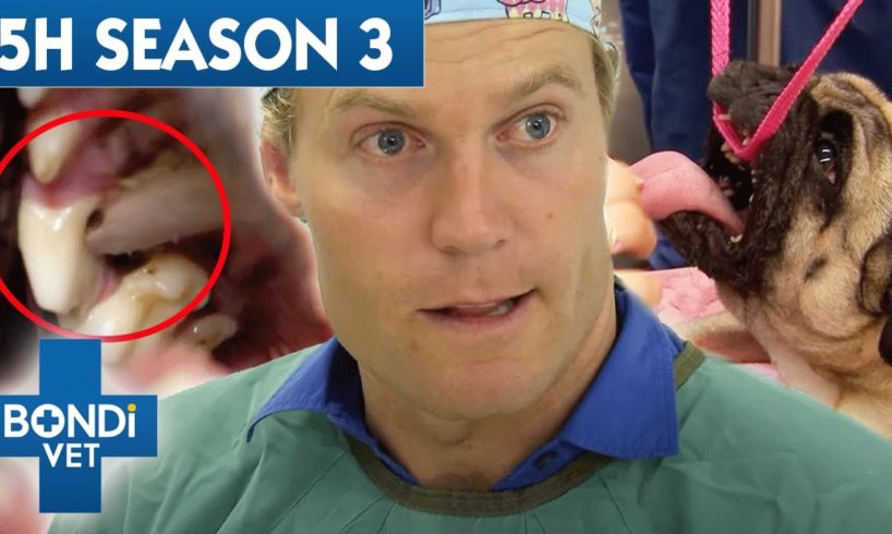 The Complete Season 3 | 5 Hours of Full Episodes | Bondi Vet Compilation