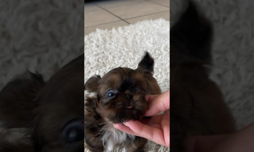 The cutest tails wagging ￼from tiny Shih Tzu Puppies #dog #dogbreed #shihtzupuppy #shihtzu #cute