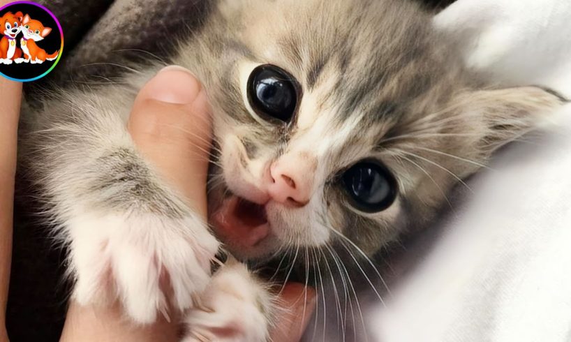 The stray kitten immediately started hugging when he was rescued from life on the street