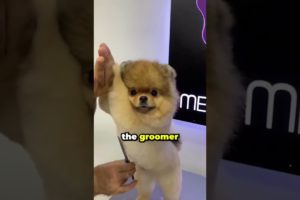 This Dog Gets Cut