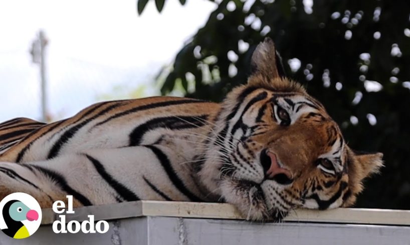 Tigre encadenado toda su vida da sus primeros pasos libres | El Dodo