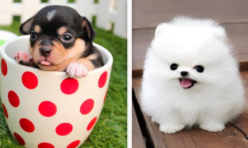 Top 10 CUTEST Puppies