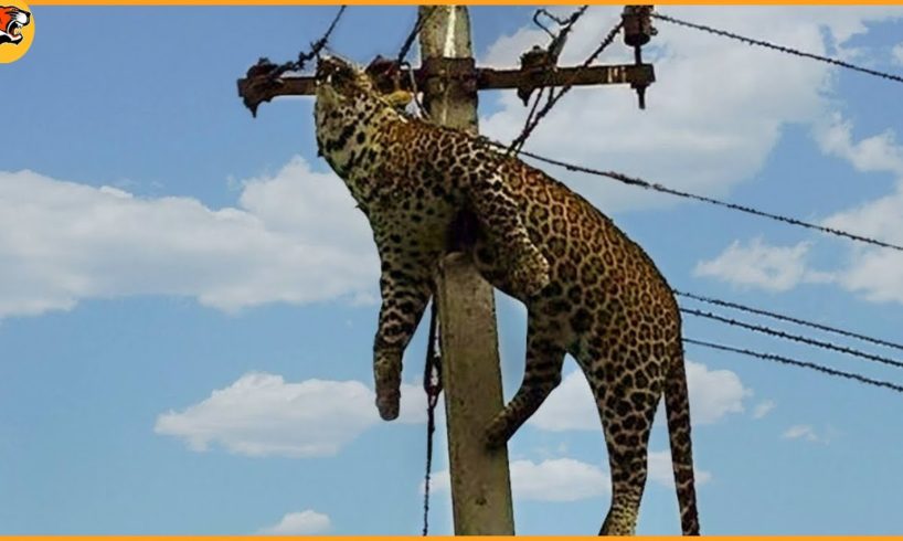 Top 25 Moments Animals Get Electrocuted