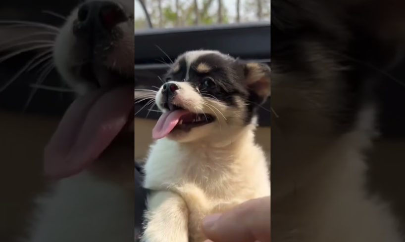 Touch tongue of cute puppy. #shorts