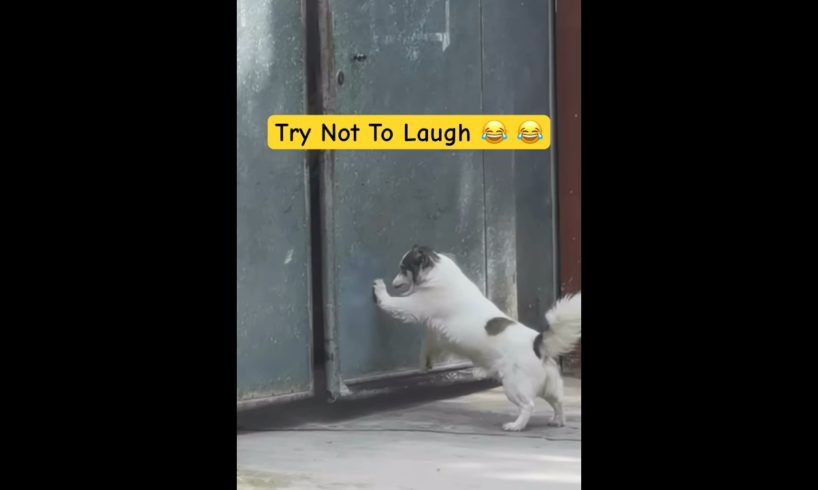 😂Try Not To Laugh || Cute Pets || Funny Dogs || #pets #dog 🐶