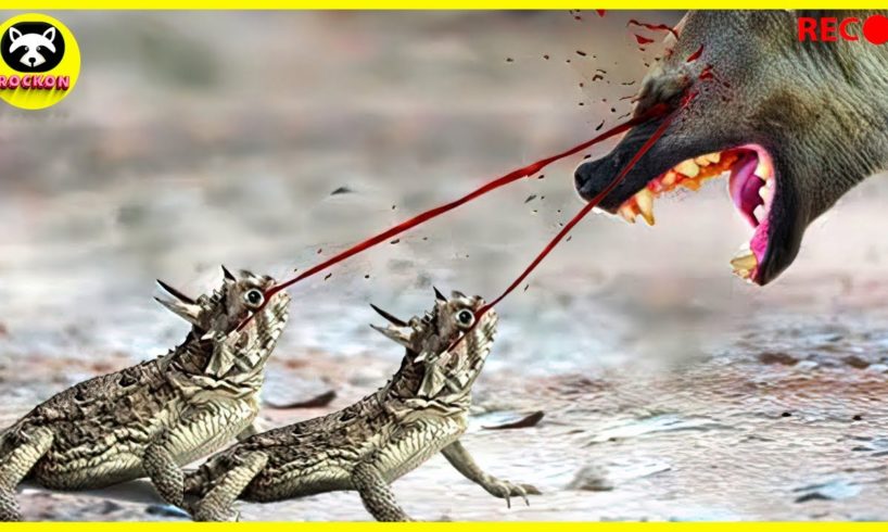 Unexpected Ending.. Lizard Shoots Blood Weapons Full of Fury Attacking Predators