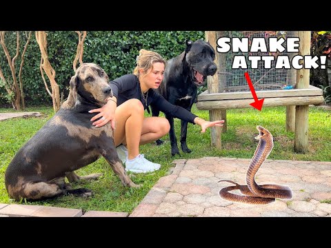 VENOMOUS SNAKE ATTACKS MY ANIMALS!