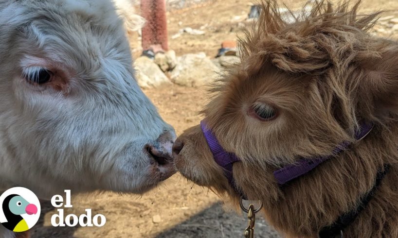 Vaca crece rodeada de perros y comienza a actuar como un cachorro | Parejas Disparejas | El Dodo