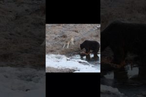 WOLF Playing with GRIZZLY BEAR | #wildlife #animals