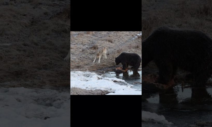 WOLF Playing with GRIZZLY BEAR | #wildlife #animals