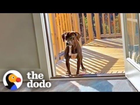 Wandering Pup Stays On Couple's Porch Until They Adopt Her Back | The Dodo