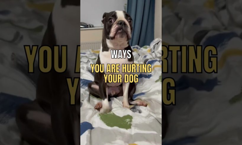 Ways You Are Hurting Your dog 😡 🐕 #facts #animals #dog #youdidntknow #pet #interesting