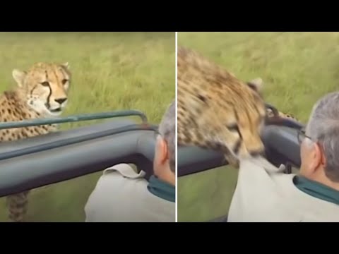 When African Safaris Go HORRIBLY Wrong...