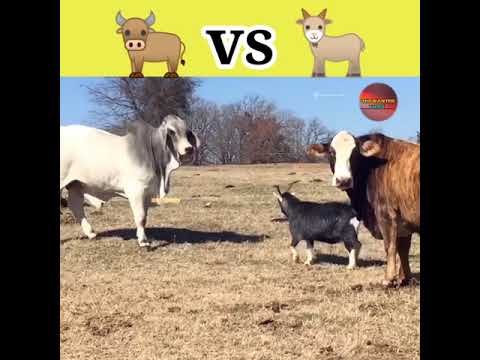 When bull fight with a small goat | bull vs |  Goat vs #animals #fights #shorts