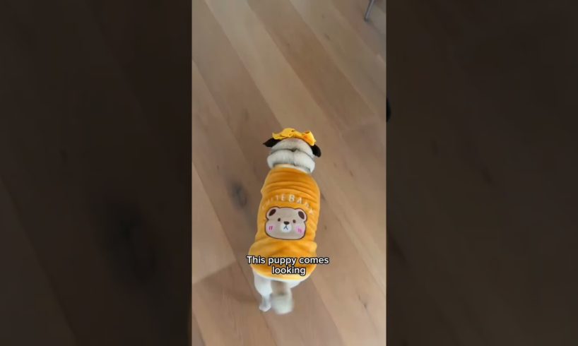 When the Cheese Drawer opens, this puppy comes looking! 👀🧀 #dog #shorts #adorable #cute #pets