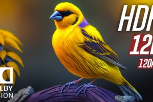 Wild Animals 12K HDR 120fps Dolby Vision (Colorfully Dynamic) with Animal Sounds