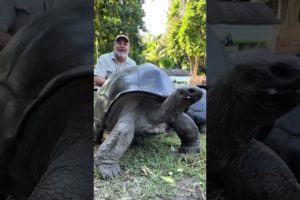 Worlds Biggest Tortoises 😱 #shorts #animals #reptile #giant #dinosaur #tortoise