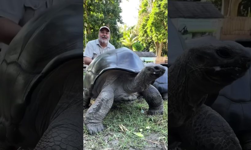 Worlds Biggest Tortoises 😱 #shorts #animals #reptile #giant #dinosaur #tortoise