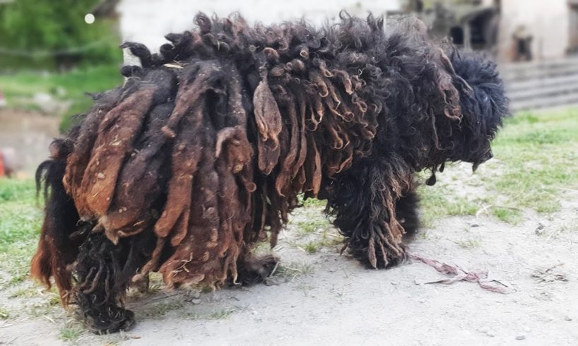 YOU WON'T BELIEVE how this DOG looks after shaving all these dreadlocks