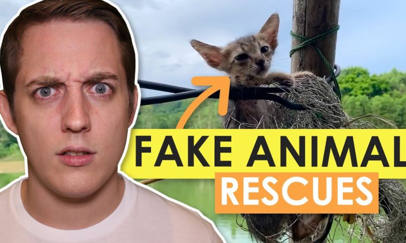 YouTube's Fake Animal Rescue Channels