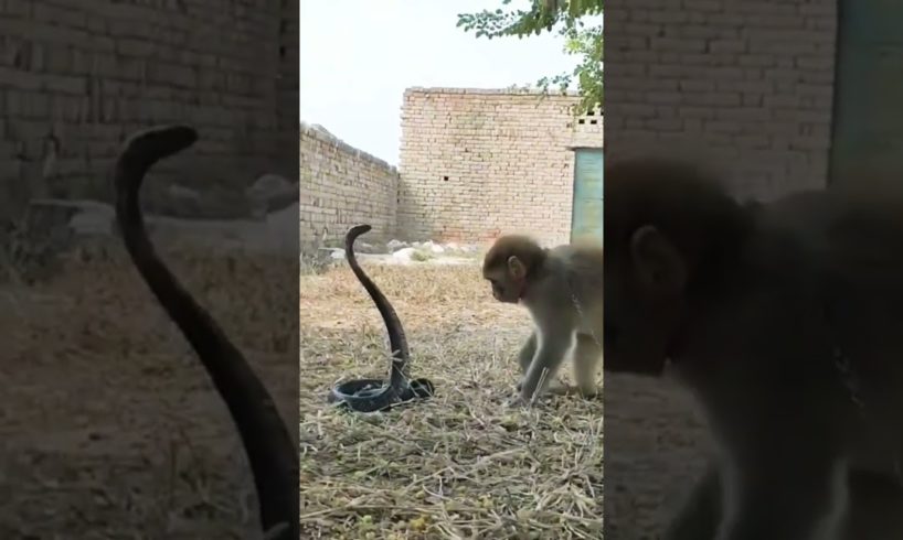 cobra vs monkey fight #sortsvideo #animals #shorts #snakerescue