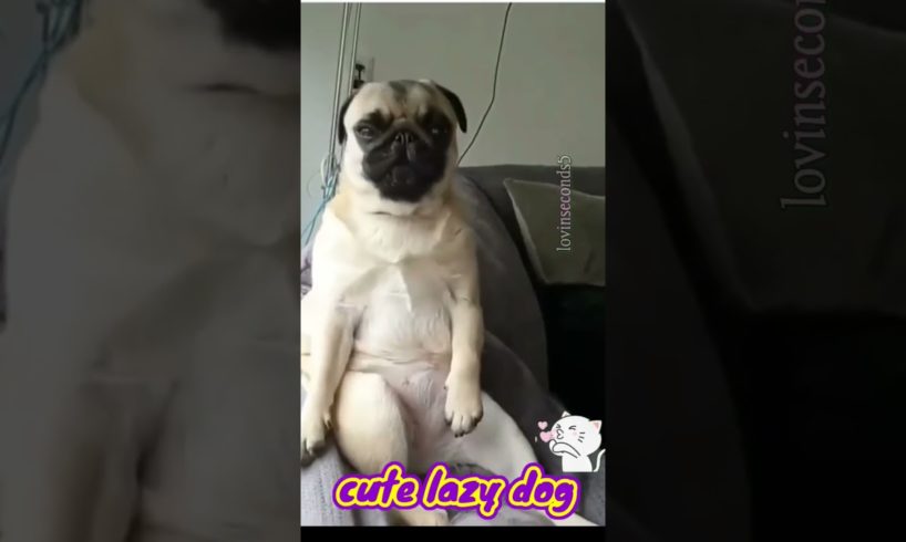 cute baby dogs 🐕❤️#shorts #doglovers #viral #babydogs #barkingdog #cutepuppy #shortsvideo