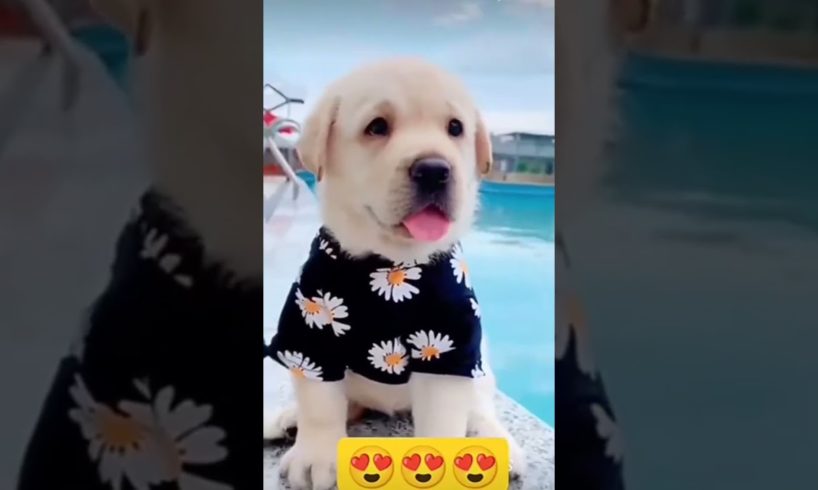 cute puppies in the world🐕🐶🤗😍❤ beautiful puppies🐕🐶🤗😍❤ #happy #puppy #trending #shorts #viral #short