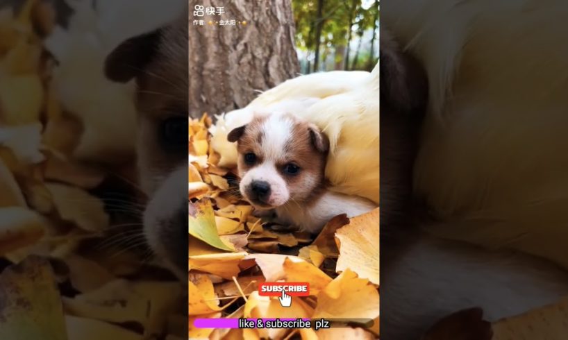 🐱cute puppy fighting/ beautiful  moment  #short#youtubeshorts #viral #shortsfeeds #1984