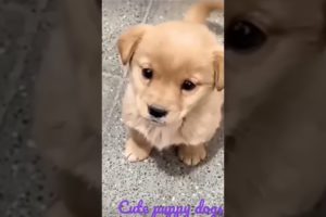 cutest puppy barking------❤ beautiful puppy------❤ #puppy #viral #short #shorts #puppies