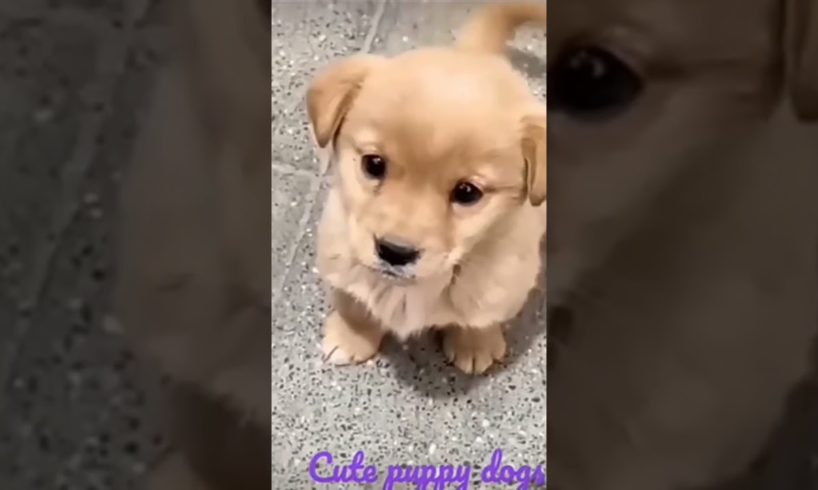 cutest puppy barking------❤ beautiful puppy------❤ #puppy #viral #short #shorts #puppies