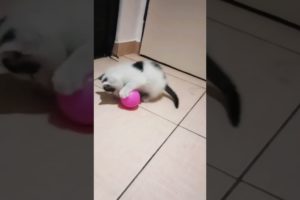 my kitten is playing 🏀 #trend #viral #animals #foryou #shortsvideo #cat #play #song #shorts #kitten