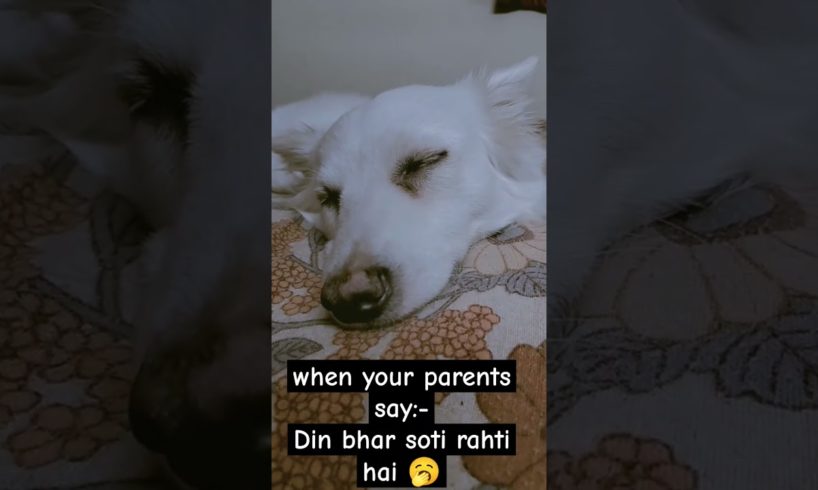 so jao guyss #dog #viral #adorabledog #doglover #puppyvideos #petowner #funnymeme #memes #cute