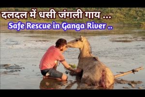 जंगली कुत्तों के बीच फसी लील गाय || Animal rescue || wild cow rescue in Ganga River