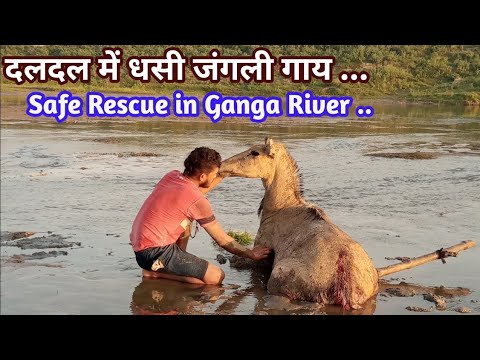 जंगली कुत्तों के बीच फसी लील गाय || Animal rescue || wild cow rescue in Ganga River