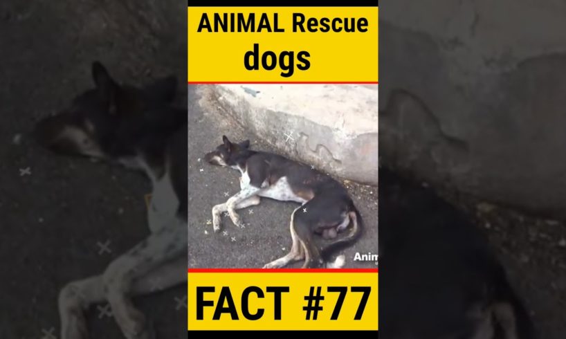 animal rescue team dog | #shorts #facts #animals #dog #viral