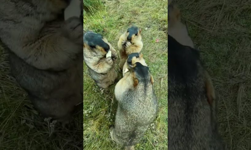 Prairie dog is cute bobak marmot wild animals capybara