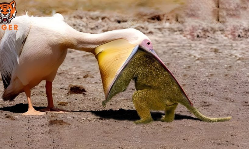 30 Brutal Moments of Birds Fighting Their Prey | Animal Fight | Part 1