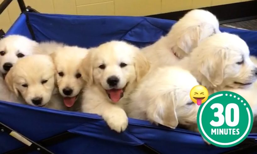 30 Minutes of the World's CUTEST Puppies! 🐶💕