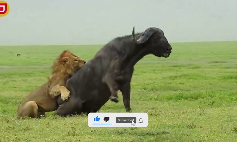 30 Moments Brave Maasai Warrior Fights A Gluttonous Lion To Rescue Cattle | Animal Fights