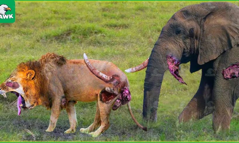 30 Moments Painful Lion Is Hunted And Tortured By Africa's Deadliest Elephant | Animal Fights