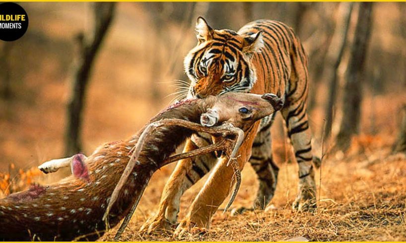 30 Moments Tiger Hunting Merciless Make You Scare | Animal Fights