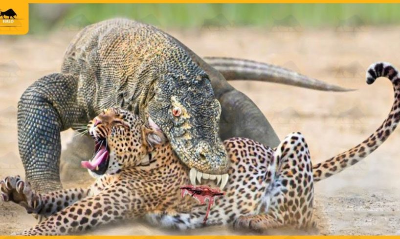 35 Most HORRIFIC Predator Animals in the Wild | Animal Fight