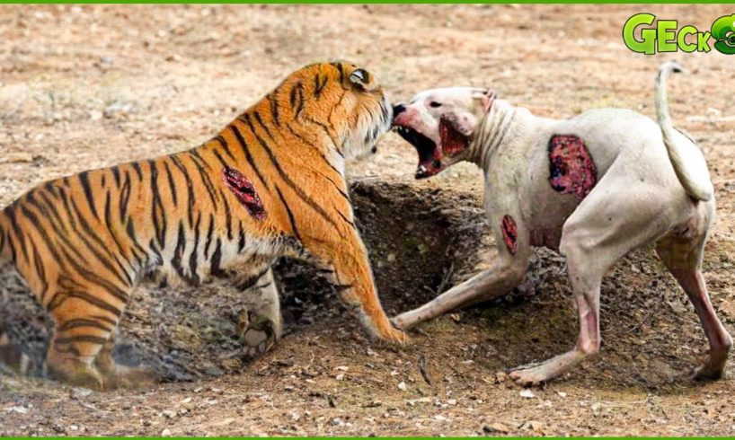 35 Ruthless When Dogs Are Attacked By Tigers, Leopards, Lions... | Animal Fight