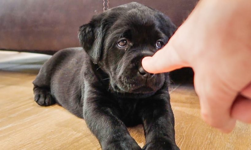 'Booping' The Cutest Labrador Puppies!